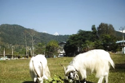 China Clones Tibetan Goats With The Technique It Used For 'Dolly The Sheep'