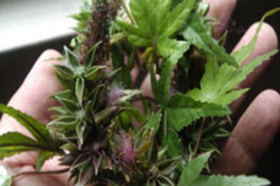 Marijuana eases foot pain in HIV patients