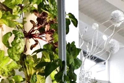 South Delhi Municipal Corporation Sets Up 'Nutrition Garden' in 48 Schools