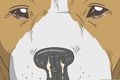 How to Care for Dogs with Distemper