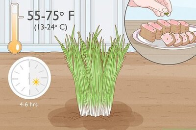 How to Grow an Herb Garden Indoors Year Round