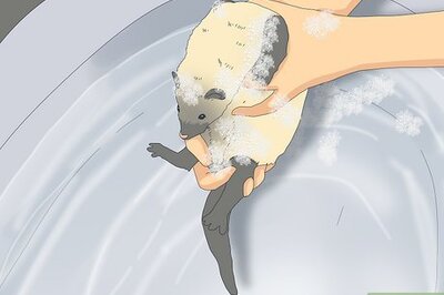 How to Reduce Ferret Odor