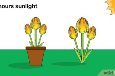 How to Plant Tritoma