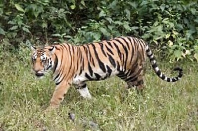 Tiger Jumps Onto a Boat, Drags Fisherman into Forest in the Sunderbans