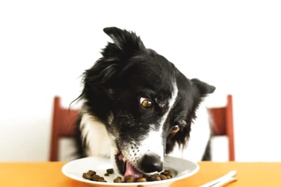 This Weird Job Requires Employees To Taste Dog Or Cat Food