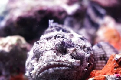 This Fish Secretes Venom From Its Needle-like Dorsal Fins
