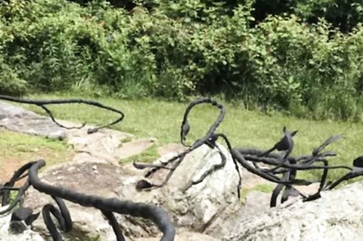 Spot The Black Snake In This Tricky Optical Illusion. You Have 10 Seconds