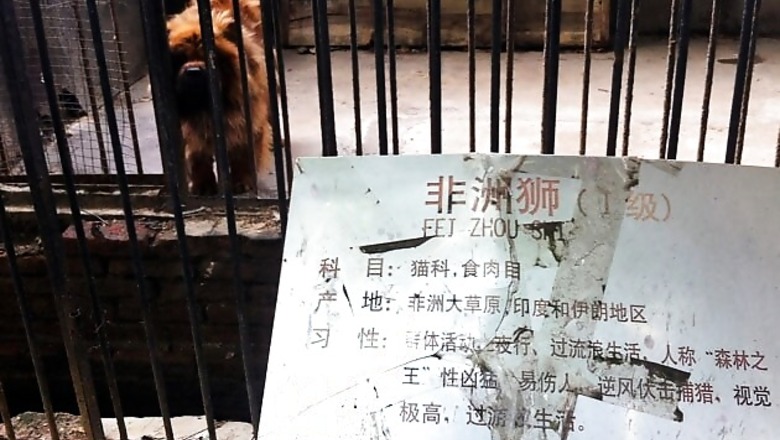 Chinese zoo tries to pass off a Tibetan mastiff dog as a lion