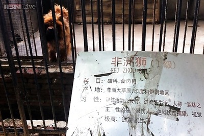 Chinese zoo tries to pass off a Tibetan mastiff dog as a lion