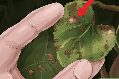 How to Buy Organic Fungicides