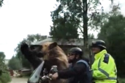 Vide Of Bear Enjoying Bike Ride In Russia Will Make Your Day