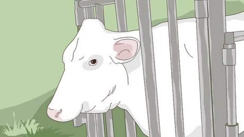 How to Perform a Caesarean Section on a Cow or Heifer
