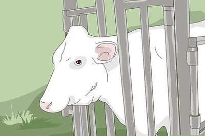 How to Perform a Caesarean Section on a Cow or Heifer