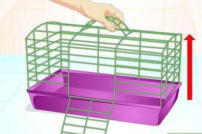 How to Care for Old Hamsters