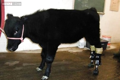 Haryana government to introduce bill making cow slaughter, beef possesion illegal in Budget session