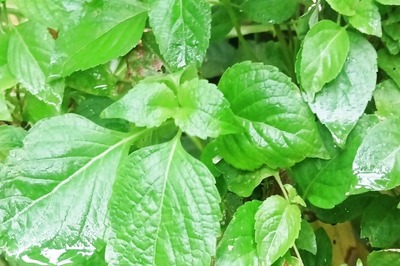 Black To White, Different Variants Of Tulsi Plants And Their Medicinal Properties