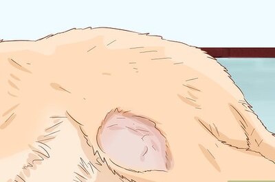 How to Shrink Tumors in Dogs