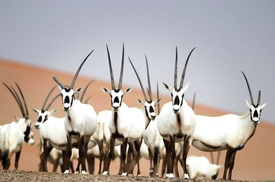 Oman Opens Sprawling Oryx Reserve to Ecotourists