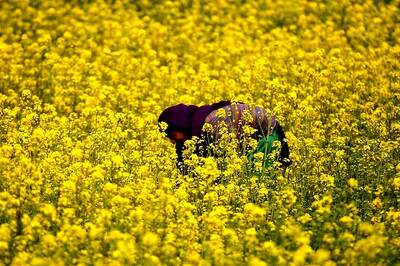 GM Mustard Gets Regulator Nod Amid Opposition from RSS-affiliate