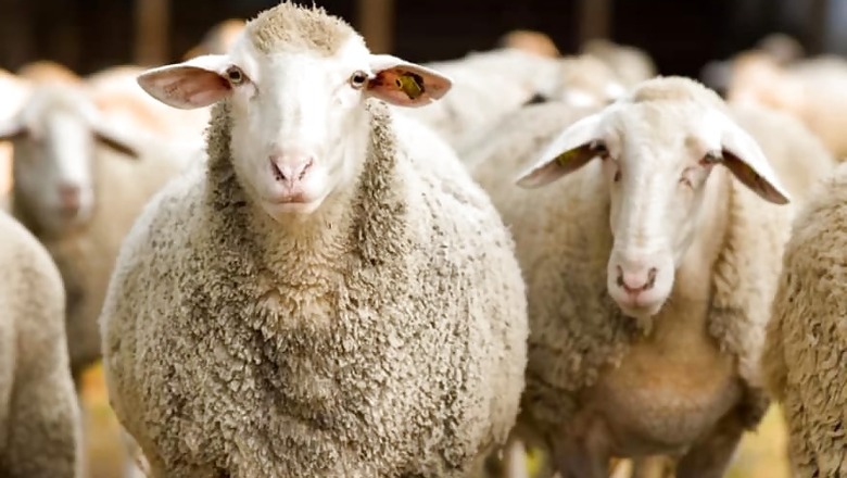UP Man Trades 71 Sheep for Wife in Bizarre Pact with Her Lover