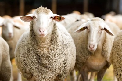 UP Man Trades 71 Sheep for Wife in Bizarre Pact with Her Lover