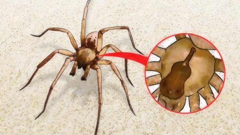 How to Identify and Treat Recluse (Fiddleback) Spider Bites