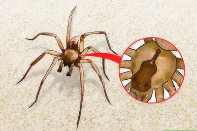 How to Identify and Treat Recluse (Fiddleback) Spider Bites
