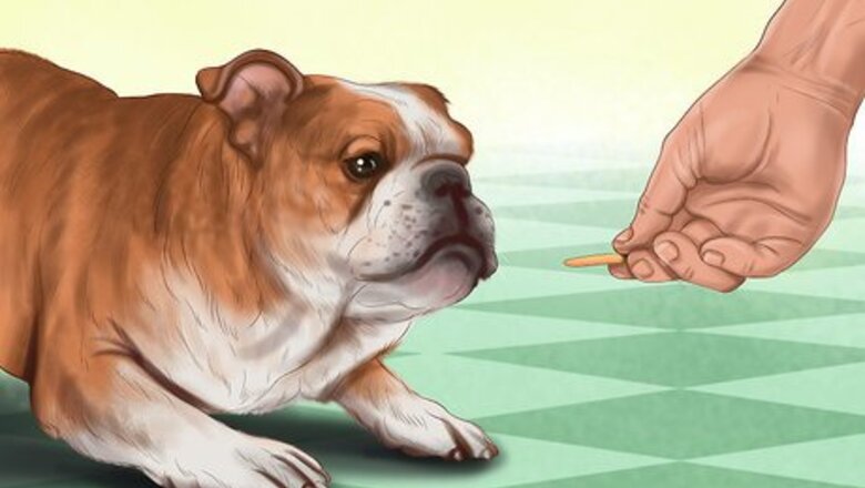 How to Reprimand a Pet