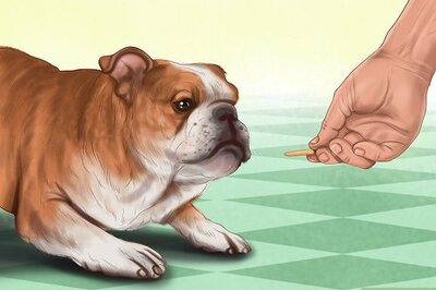 How to Reprimand a Pet