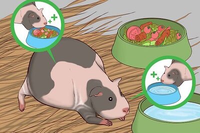 How to Care for a Pregnant Guinea Pig