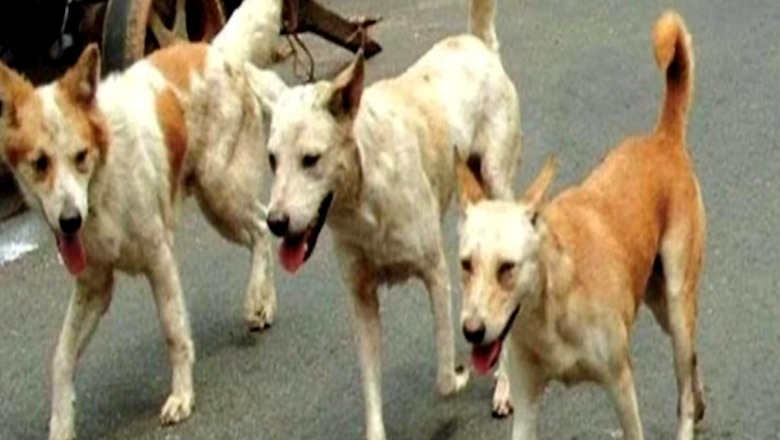 Eight-Year-Old Attacked By Stray Dogs in Jharkhand’s Palamu