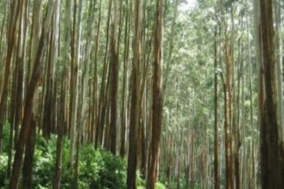 Madras HC Orders State Govt to Not Plant Eucalyptus Trees Anymore in Tamil Nadu