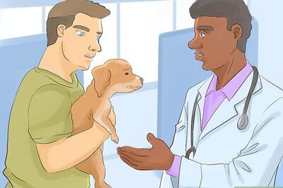 How to Help Your Dog Live Longer