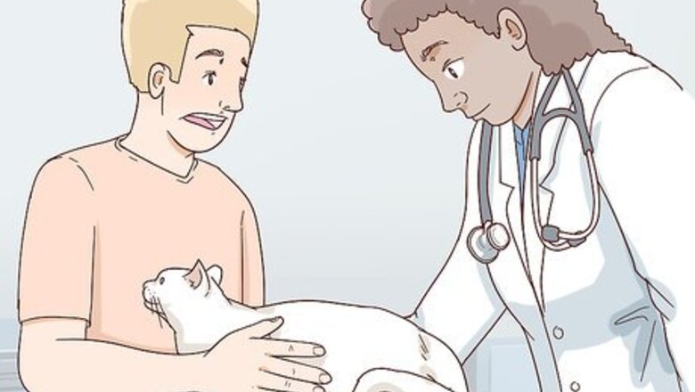 How to Handle Degenerative Joint Disease in Cats