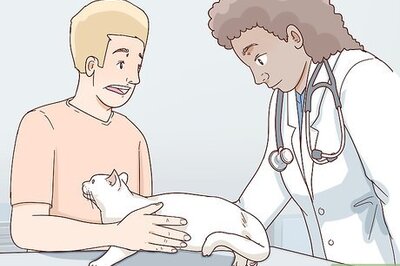 How to Handle Degenerative Joint Disease in Cats