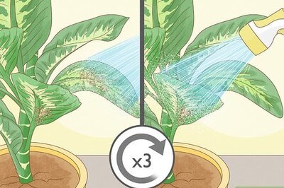 How to Get Rid of Thrips Naturally (DIY Pest Control)