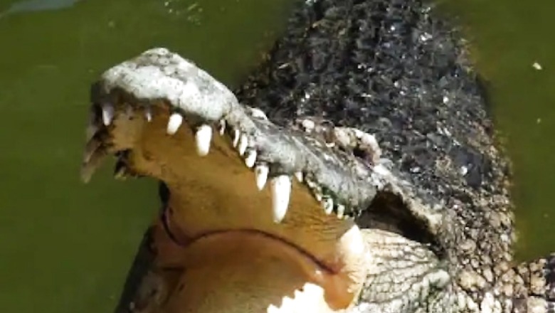 To Rescue Crocodile, Rajdhani Express Halts for 20 Minutes in Gujarat's Kajran