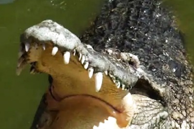 To Rescue Crocodile, Rajdhani Express Halts for 20 Minutes in Gujarat's Kajran