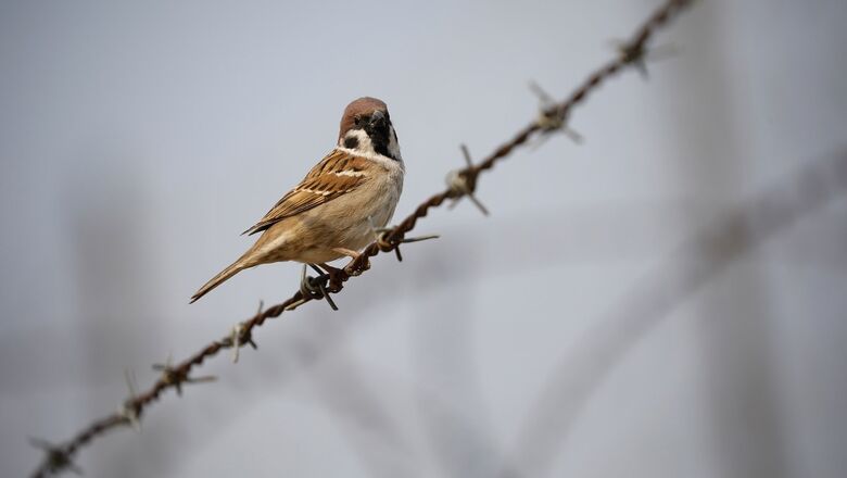 Chennai Professor is Helping to Bring Sparrows Back to City Neighbourhoods by Building Birdhouses