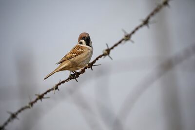 Chennai Professor is Helping to Bring Sparrows Back to City Neighbourhoods by Building Birdhouses