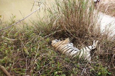 Tigress Found Dead with Multiple Injury Marks in Corbett Reserve