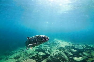 Genetic Mapping Boosts Hopes For Restoring Prized Lake Trout