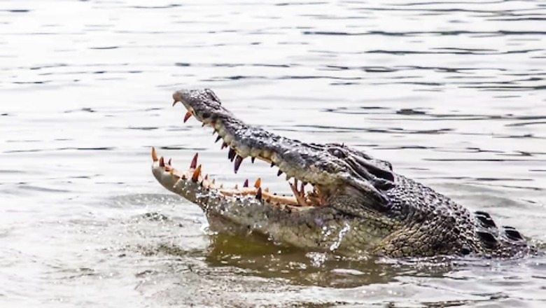 40-year-old Australian Man, Fishing With His Children, Dragged Into Water By Crocodile