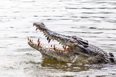 40-year-old Australian Man, Fishing With His Children, Dragged Into Water By Crocodile