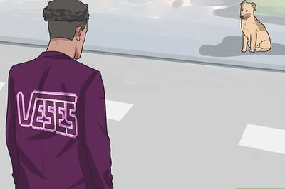 How to Deal With a Stray Dog