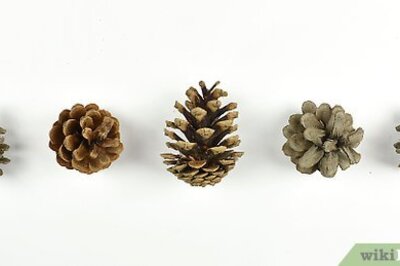 How to Make Peanut Butter Bird Feed