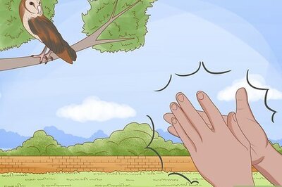 How to Keep Owls Away