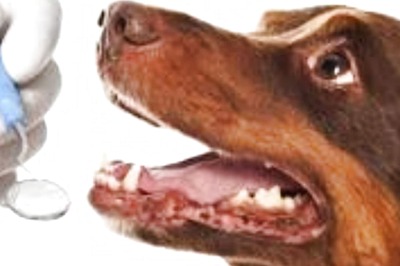 Why Should You Care About Your Pet’s Oral Hygiene?