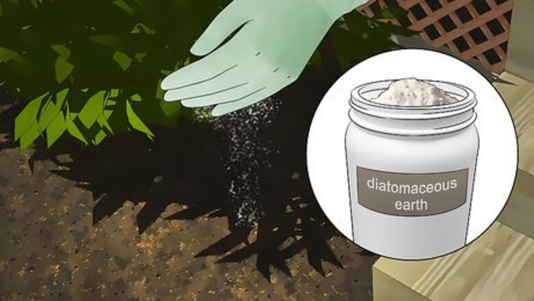 How to Kill Ants