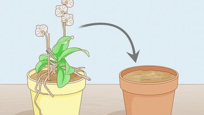 How to Save an Orchid from Root Rot (and Stop It From Coming Back)